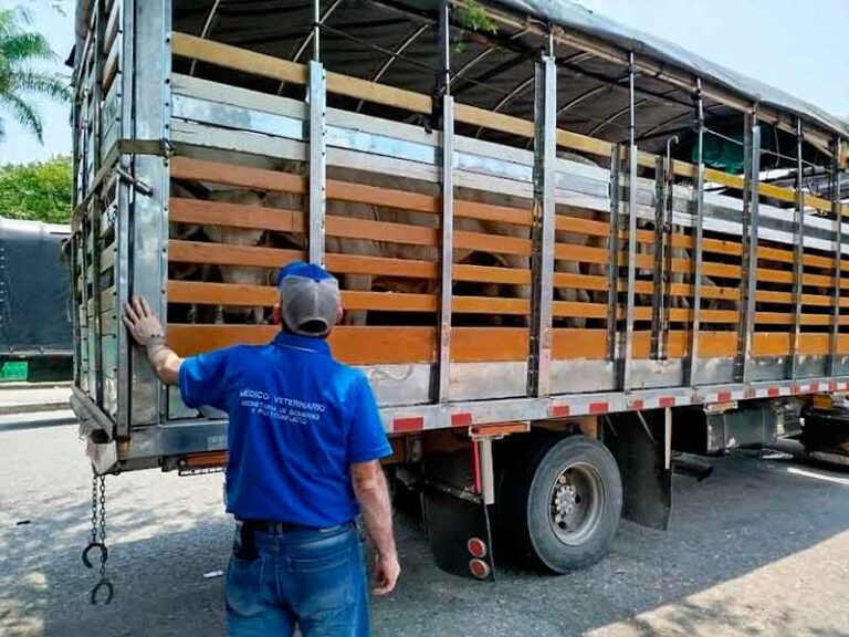 Grupo de protección animal actúa durante el paro camionero para salvaguardar a los semovientes
