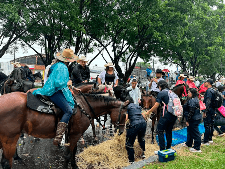 Equipo veterinario garantizará el cuidado de los equinos en la cabalgata del festival llanero