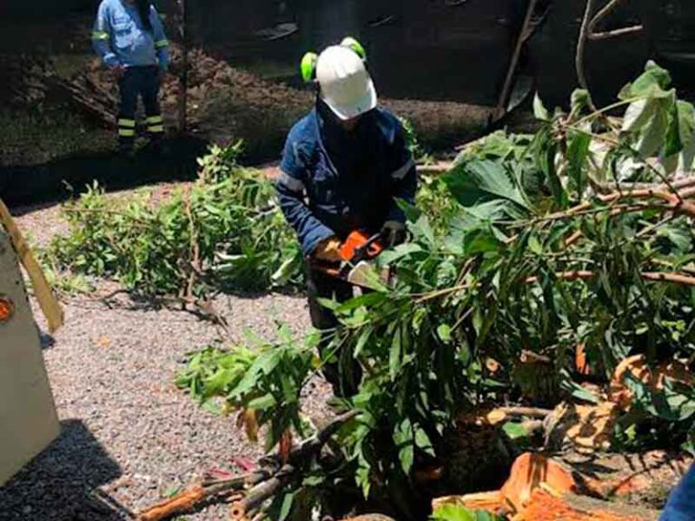 Por razones de seguridad fue podado un árbol en inmediaciones de la galería del siete de agosto
