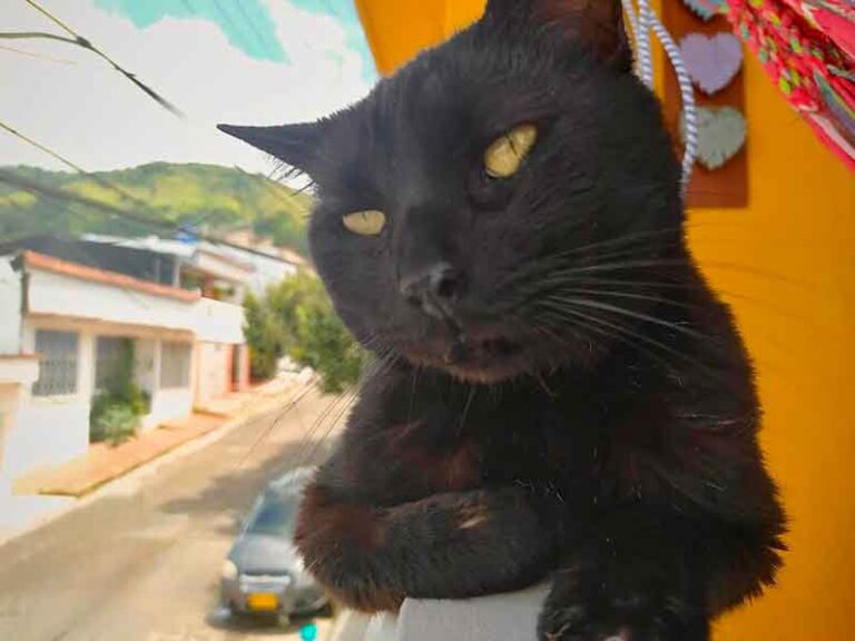 Grupo de bienestar animal pide proteger a los gatos negros ante supersticiones en Halloween