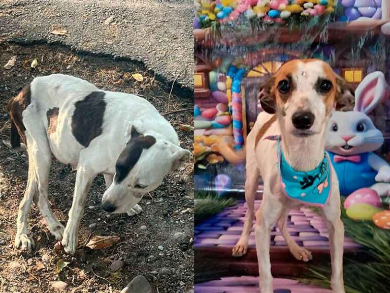 Grupo salva rescató a atenea y azúcar, dos perritas víctimas de maltrato en Villavicencio
